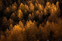 European larch (Larix decidua) in the last rays of sun on a mountain side. Landscape, Valsavarenche valley, Gran Paradiso national Park, Aosta Valley, Alps, Italy, December