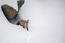 Red fox (Vulpes vulpes) in deep snow emerging from den, Valsavarenche valley, Gran Paradiso national Park, Aosta Valley, Alps, Italy, December