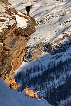 Alpine ibex (Capra ibex) male chasing females during the mating season while a chamois (Rupicapra rupicapra ) is watching from above, Valsavarenche valley, Gran Paradiso national Park, Aosta Valley, A...