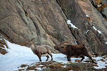 Alpine ibex (Capra ibex) male chasing a female during the rut and checking if she is in heat to mate, Valsavarenche valley, Gran Paradiso national Park, Aosta Valley, Alps, Italy, December