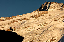 Alpine ibex (Capra ibex) male silhouette, Valsavarenche valley, Gran Paradiso national Park, Aosta Valley, Alps, Italy, December