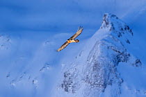 Bearded vulture (Gypaetus barbatus) in flight over winter landscape with snow, Leukerbad,  Vallais,  Wallis,  Switzerland, January