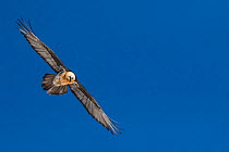 Bearded vulture (Gypaetus barbatus) in flight, Leukerbad,  Vallais,  Wallis,  Switzerland, January
