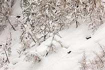 Chamois (Rupicapra rupicapra) adult and young running down in deep snow on a mountain slope in its typical winter landscape after heavy snowfall, Valsavarenche, Gran Paradiso National Park, Aosta Vall...