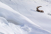 Alpine ibex (Capra ibex) struggling in deep snow on a steep slope, Valsavarenche, Gran Paradiso National Park, Aosta Valley, Italy, January