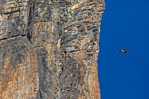 Bearded vulture (Gypaetus barbatus) in flight close to a vertical mountain side, Leukerbad,  Vallais,  Wallis,  Switzerland, January