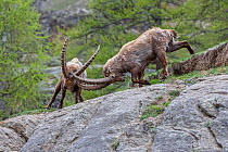 Alpine ibex (Capra ibex) adult males fighting in alpine landscape, Valsavarenche, Gran Paradiso National Park, Aosta Valley, Italy, May