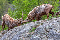 Alpine ibex (Capra ibex) adult males fighting in alpine landscape, Valsavarenche, Gran Paradiso National Park, Aosta Valley, Italy, May