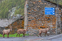 Alpine ibex (Capra ibex) adult males in the hamlet of Pont in front of houses, Valsavarenche, Gran Paradiso National Park, Aosta Valley, Italy, may