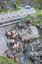 Alpine Ibex (Capra ibex) males licking salt at the edge of a road, Valsavarenche, Gran Paradiso national park, Aosta Valley, Italy, May