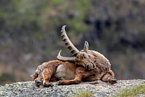Alpine ibex (Capra ibex) , Valsavarenche, Gran Paradiso National Park, Aosta Valley, Italy