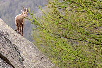 Alpine ibex (Capra ibex) young male on a steep rock, Valsavarenche, Gran Paradiso National Park, Aosta Valley, Italy