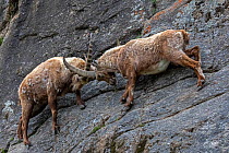 Alpine ibex (Capra ibex) adult males fighting on a steep mountain side, Valsavarenche, Gran Paradiso National Park, Aosta Valley, Italy, May