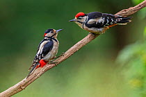 Great Spotted Woodpecker (Dendrocopos major) adult male feeding young, Oisterwijk, The Netherlands, June