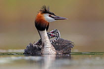 Great crested grebe (Podiceps cristatus) adult with young on its back, Valkenhorst Nature Reserve, Valkenswaard, The Netherlands, June