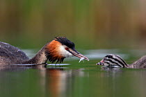 Great crested grebe (Podiceps cristatus) adult feeding its young with fish, Valkenhorst Nature reserve, the Netherlands, June