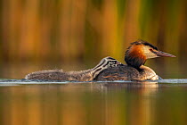 Great crested grebe (Podiceps cristatus) with young chick trying to climb on the back of its parent, Valkenhorst Nature reserve, the Netherlands, June,