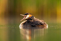 Great crested grebe (Podiceps cristatus) with young chick on its back, Valkenhorst Nature reserve, Valkenswaard, the Netherlands, June,
