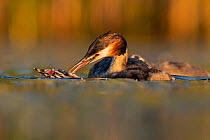 Great crested grebe (Podiceps cristatus) adult attacking one of its own young when it comes to beg for food, Valkenhorst Nature reserve, the Netherlands, June