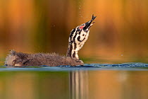 Great crested grebe (Podiceps cristatus) young chick swallowing a fish, Valkenhorst Nature Reserve, Valkenswaard, The Netherlands, July