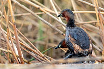 Little grebe (Tachybaptus ruficollis) couple mating in a reedbed, Valkenhorst Nature Reserve, Valkenswaard, The Netherlands, April