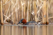 Little grebe (Tachybaptus ruficollis) foraging at the edge of a reedbed, Valkenhorst Nature Reserve, Valkenswaard, The Netherlands, April