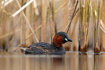 Little grebe (Tachybaptus ruficollis) at the edge of a reedbed, Valkenhorst Nature Reserve, Valkenswaard, The Netherlands, April