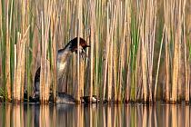 Great crested grebe (Podiceps cristatus) couple mating at the edge of a reedbed, Valkenhorst Nature Reserve, Valkenswaard, The Netherlands, April