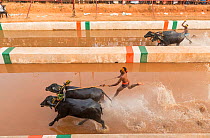 Kambala buffalo races - aerial view of the racer and buffaloes in the &#39;Negilu race&#39;, in which buffaloes are tied to a lightweight plough apparatus, Kambala buffalo races, Karnataka, India. Feb...