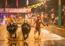 Kambala buffalo racing - &#39;Hagga&#39; buffalo race in which the racer holds onto rope, running with buffalo. Karnataka, India, January 2019.