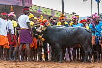 Kamabala buffalo racing - Indian men looking after buffalo, and watching timer during buffalo races. Karnataka, India, January 2019.