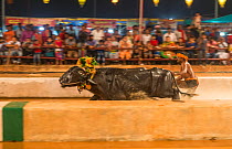 Kambala buffalo racing. Man standing with both feet on large rectangluar wooden block driving buffalo in race called "Adda Halage&#39;. The aim of the race is to splash water as widely as possible, an...