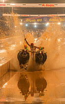 Kambala buffalo racing in Karnataka, India - Kane Halage race when man stands with one leg on round shaped wooden block tied to pair of buffalos with aim to splash water as high as possible to reach w...