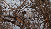 Great blue heron (Ardea herodias) trying to break off branches to use for building nest, Southern California, USA, February.