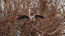 Great blue heron (Ardea herodias) breaking off a branch, gathering nesting material, Southern California, USA, February.
