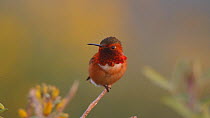 Male Allen's hummingbird (Selasphorus sasin) taking off from perch, Southern California, USA, March.