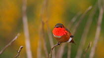 Male Allen's hummingbird (Selasphorus sasin) taking off from perch, Southern California, USA, March.