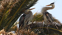 Great blue herons (Ardea herodias) courting, bill dueling and bill snapping, Southern California, USA, March.