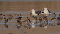 Western gulls (Larus occidentalis) roosting on a mudflat, with Dowitchers (Scolopacidae) foraging nearby, Southern California, USA, April.