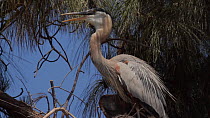 Great blue heron (Ardea herodias) thermoregulating, trying to keep cool, Southern California, USA, May.
