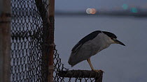 Black-crowned night heron (Nycticorax nyticorax) perched on a fence, Southern California, USA, July.