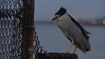 Black-crowned night heron (Nycticorax nyticorax) raising its crest in response to a nearby threat, Southern California, USA, July.
