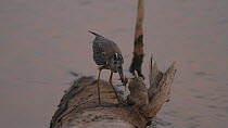 Juvenile Yellow-crowned night heron (Nyctanassa violacea) catching a Striped shore crab (Pachygrapsus crassipes), Southern California, USA, July.