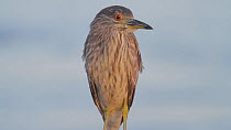 Portrait of a juvenile Black-crowned night heron (Nycticorax nyticorax), Southern California, USA, July.