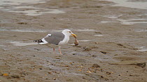 Western gull (Larus occidentalis) feeding on a California two-spot octopus (Octopus bimaculoides) on a mudflat at low tide, Southern California, USA, November.