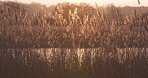 Reeds (Phragmites communis) backlit at sunset, Ham Wall RSPB Reserve, Somerset, England, UK, January.
