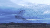 Large flock of Common starlings (Sturnus vulgaris) gathering to roost in a reedbed at dusk, Ham Wall RSPB Reserve, Somerset, England, UK, January.