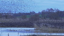 Large flock of Common starlings (Sturnus vulgaris) gathering to roost in a reedbed at dusk, Ham Wall RSPB Reserve, Somerset, England, UK, January.