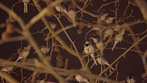 Large group of Pied wagtails (Motacilla alba) roosting in a Plane tree (Platanus hispanica), Bath, England, UK, January.