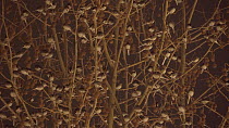 Large group of Pied wagtails (Motacilla alba) roosting in a Plane tree (Platanus hispanica), Bath, England, UK, January.